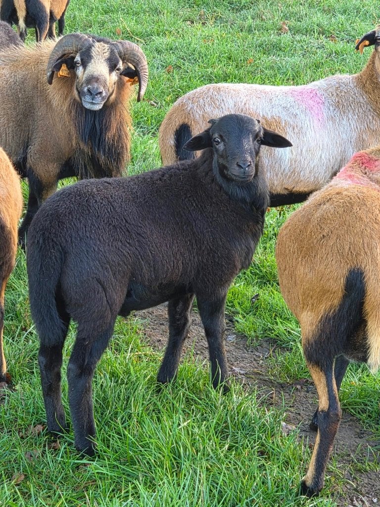 Kameroen schaapjes, Meerdere dieren, Schaap, 0 tot 2 jaar