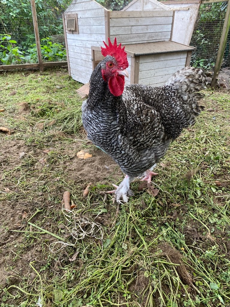 Haan Mechelse Koekoek, Mâle, Poule ou poulet