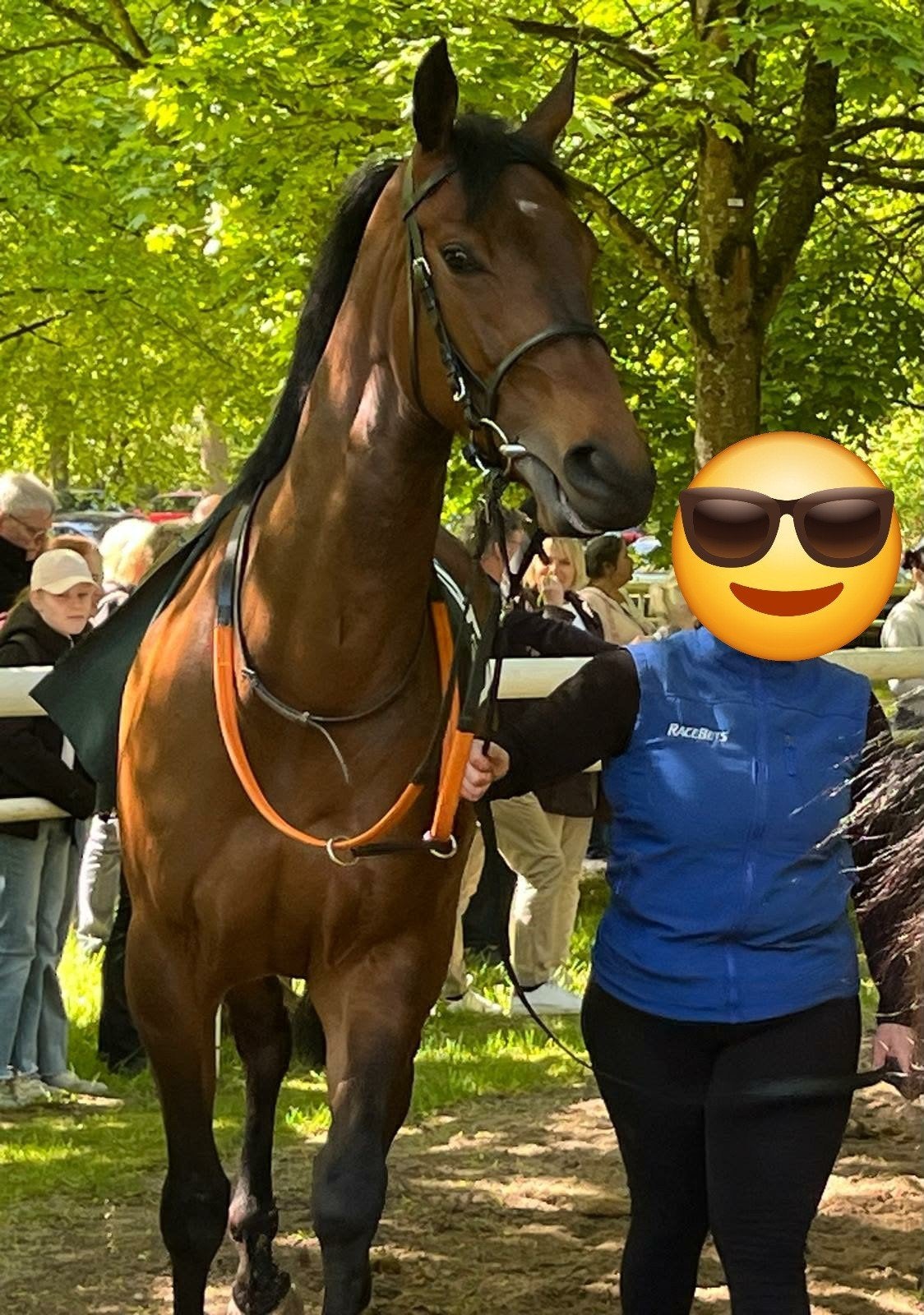 4jarige merrie