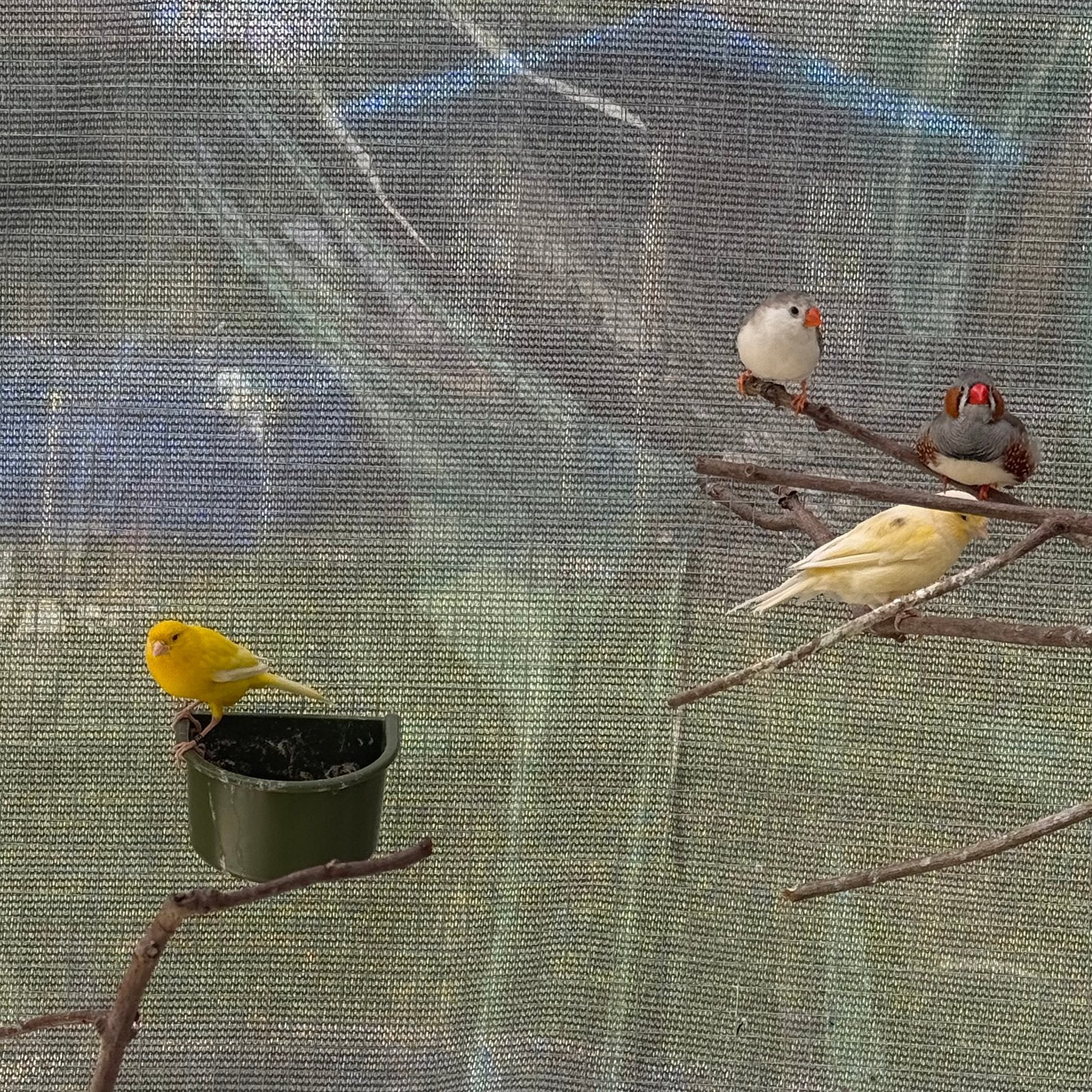 Kanaries, Dieren en Toebehoren, Vogels | Overige Vogels