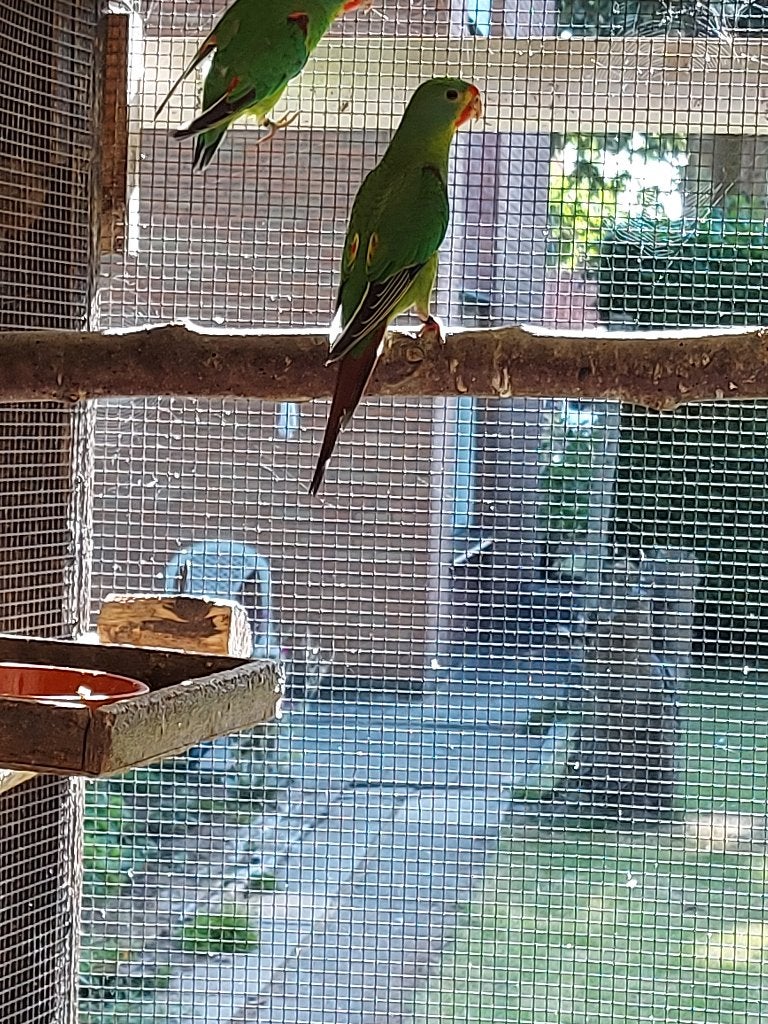 Swiften, Meerdere dieren, Parkiet, Geringd