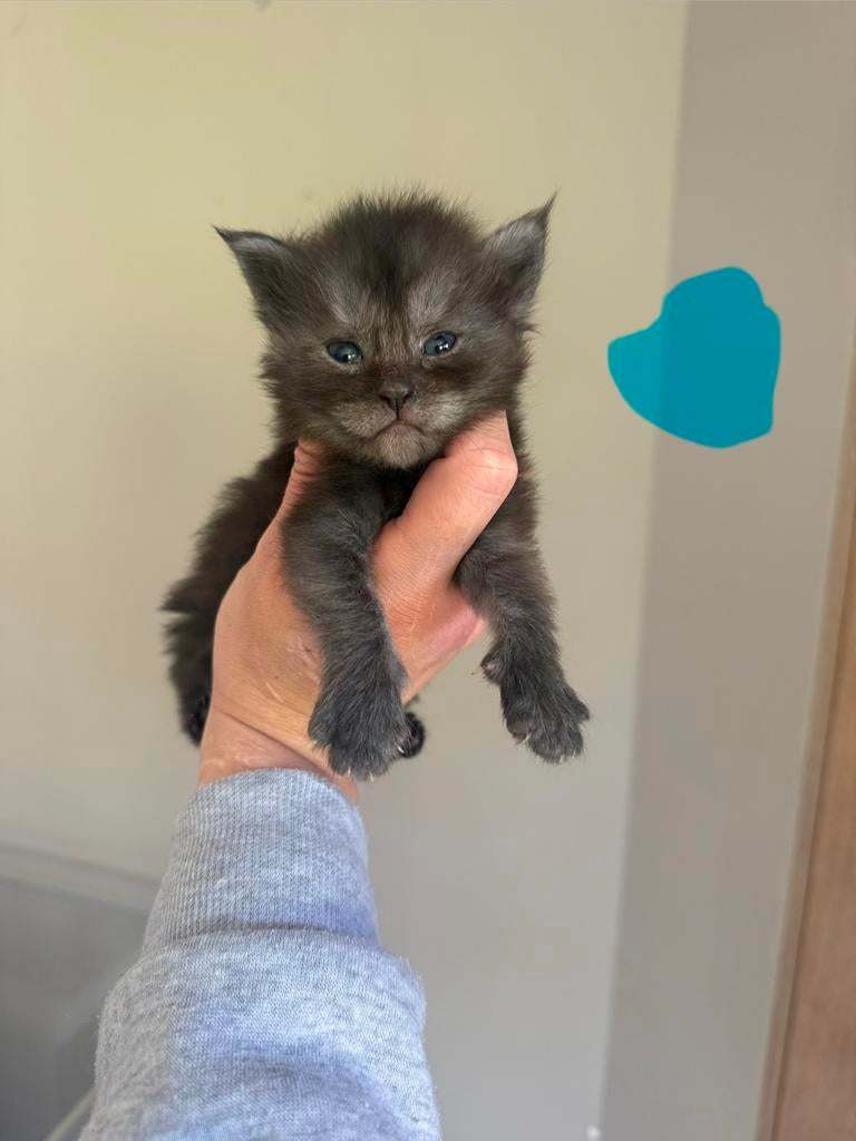 Chatons Maine Coon, Plusieurs animaux, Avec pedigree, 0 à 2 ans