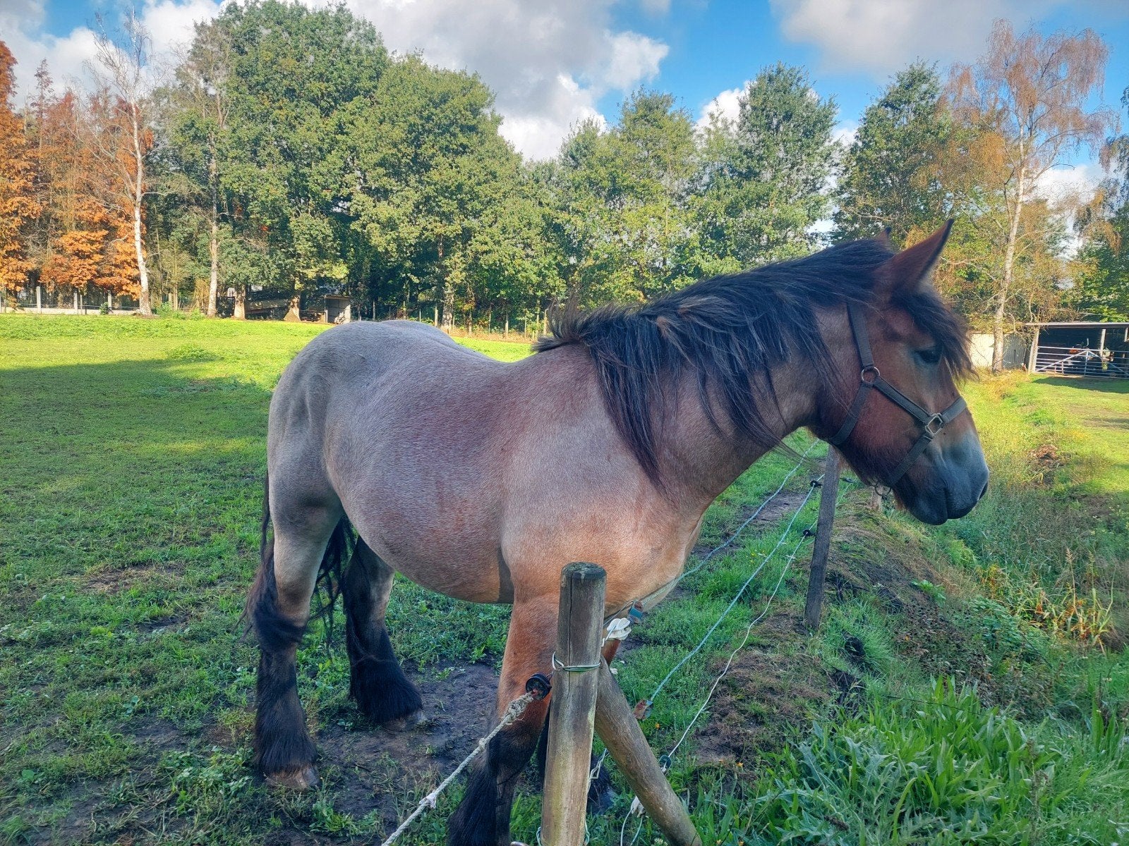Belgisch trekpaard, Dieren en Toebehoren, Merrie, Met stamboom