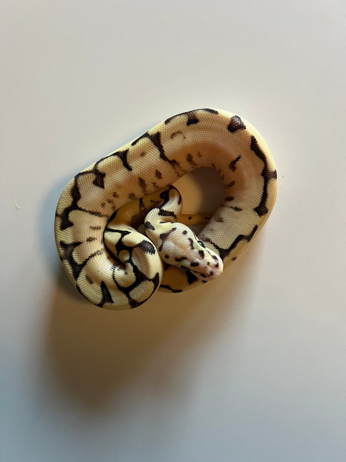0.1 Bumblebee 100% Het Axanthic TSK 100% Het Desert Ghost, Dieren en Toebehoren