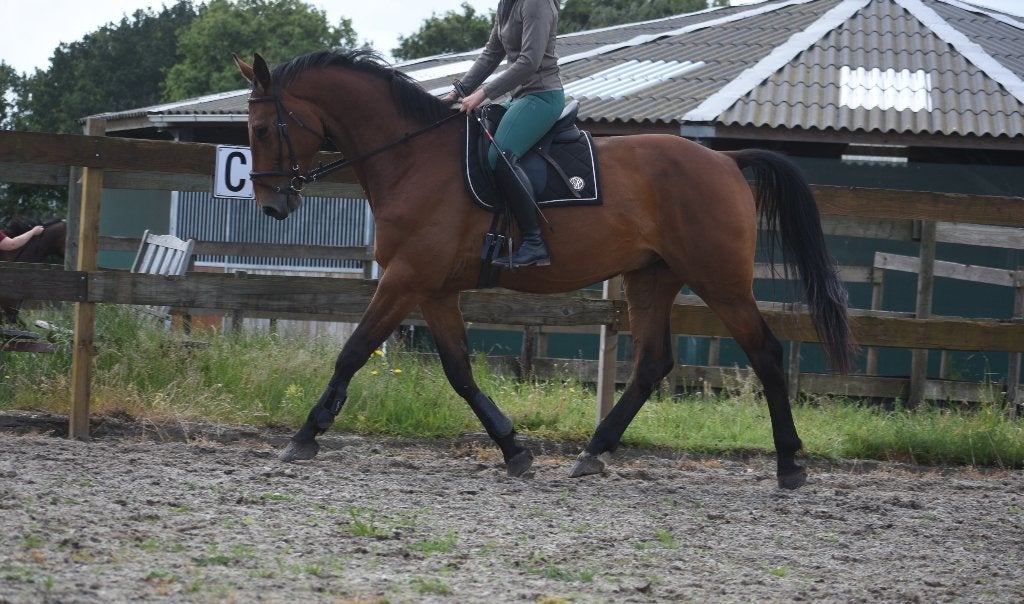 Röntgen OK, correcte , lieve BWP ruin, Cheval de dressage, Hongre, Avec pedigree, L