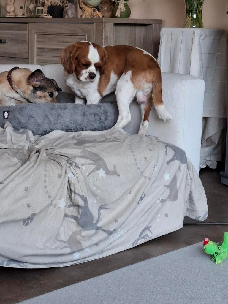 King Charles dekreu..., Dieren en Toebehoren, Ophalen