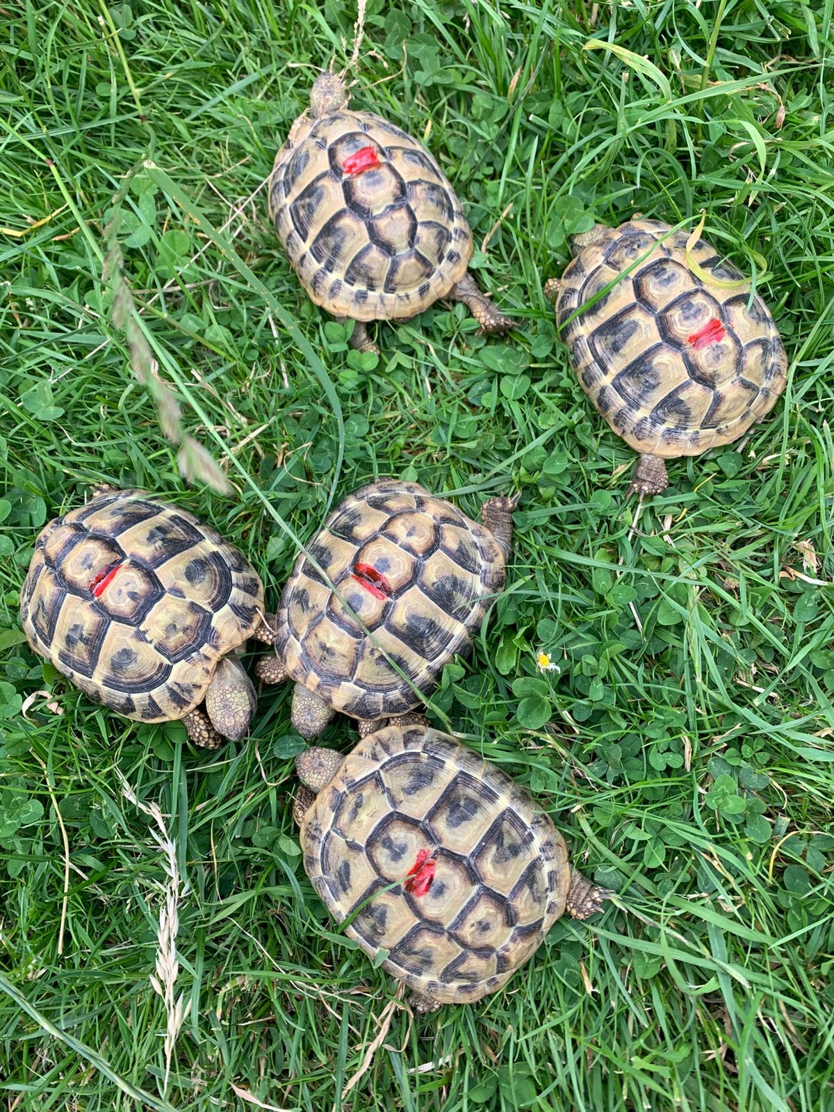 Tortue terrestre grecque - Testudo Hermanni Boetgerie, Animaux & Accessoires, Tortue, 3 à 6 ans
