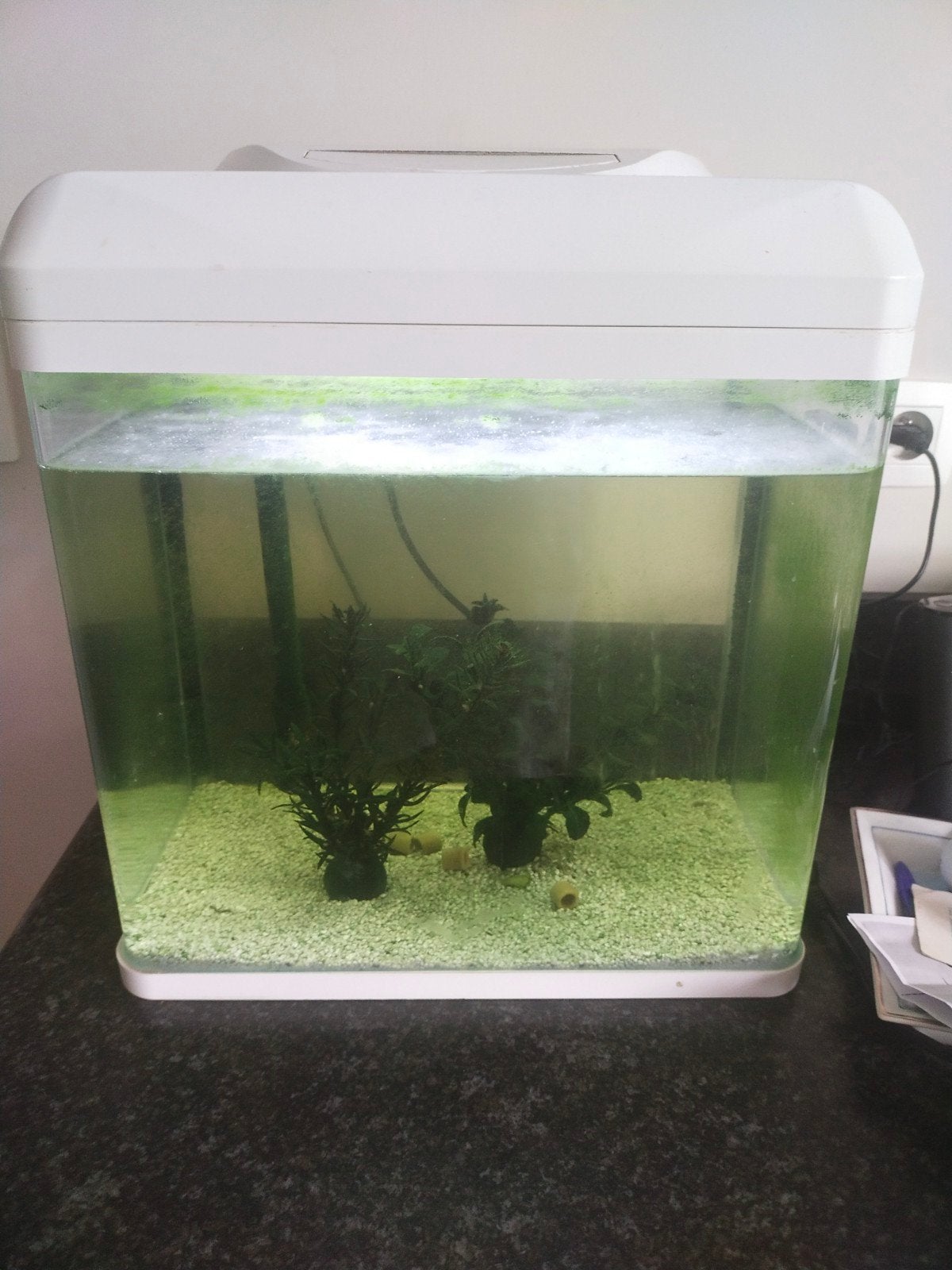 Aquarium, Enlèvement
