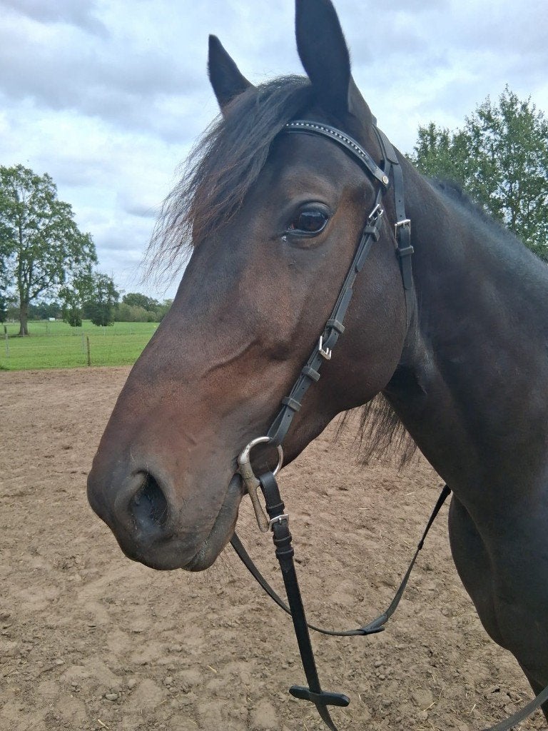 super braaf rijpaard, Minder dan 160 cm, Recreatiepaard, Met stamboom, 3 tot 6 jaar