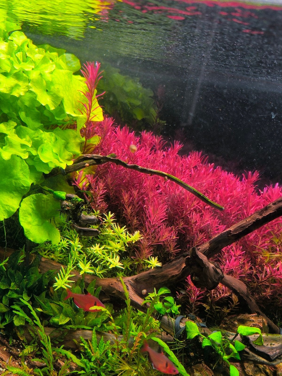 plant rouge rotala avec green, Overige soorten, Tam