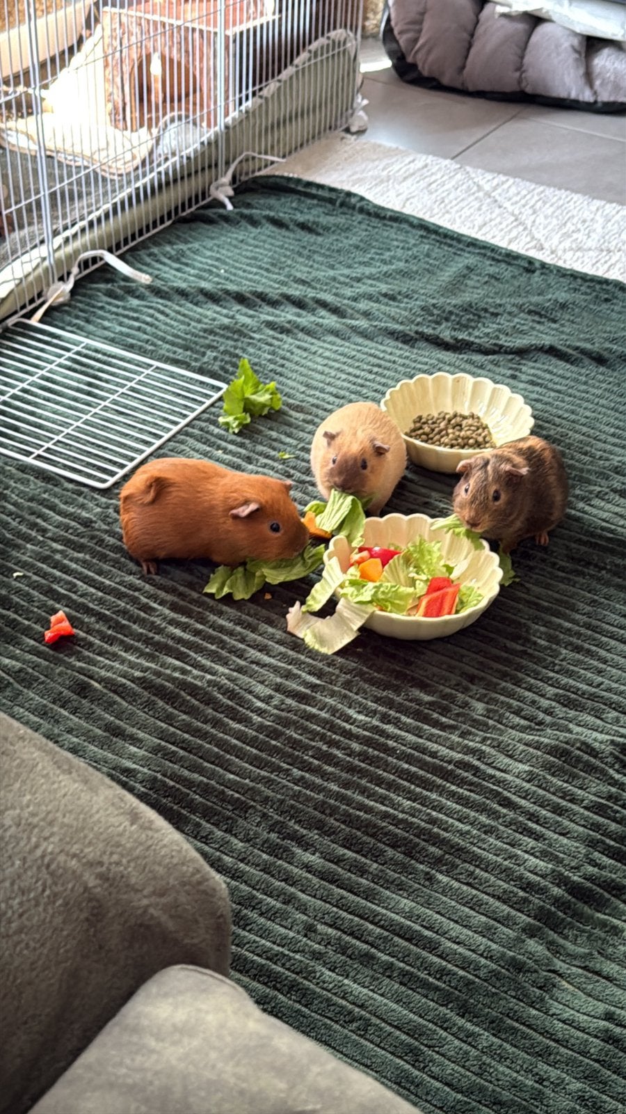 2 california cavia beertjes, Dieren en Toebehoren, Knaagdieren, Cavia, Mannelijk, Januari, Tam