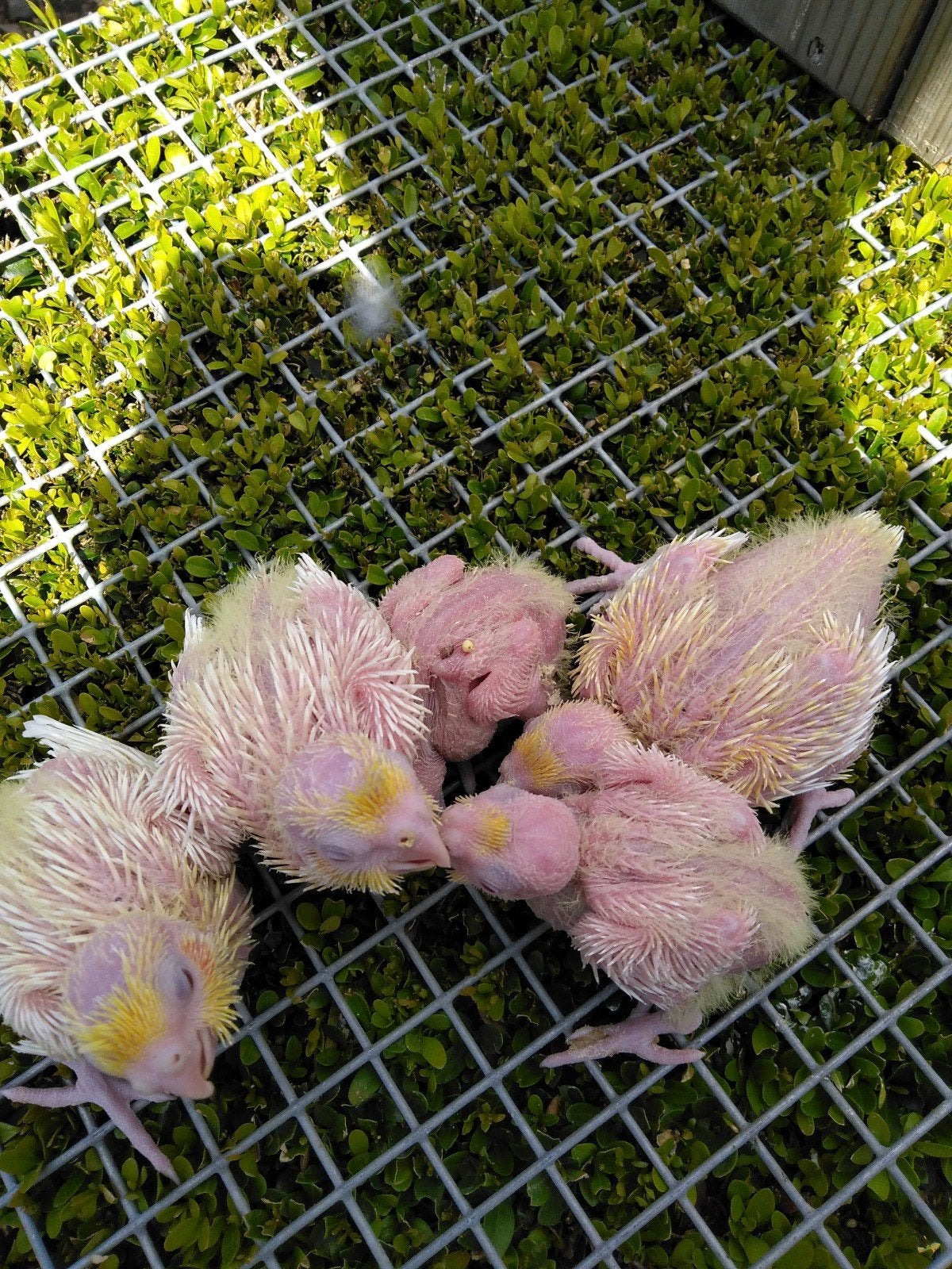 Valkparkietje's en kakariki 's...... Handopfok, Meerdere dieren, Parkiet