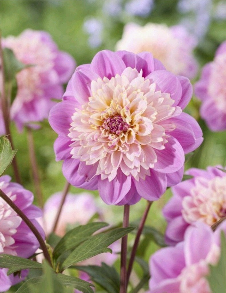Opgepotte en getopte dahlia's te koop!, Ophalen, Zomer