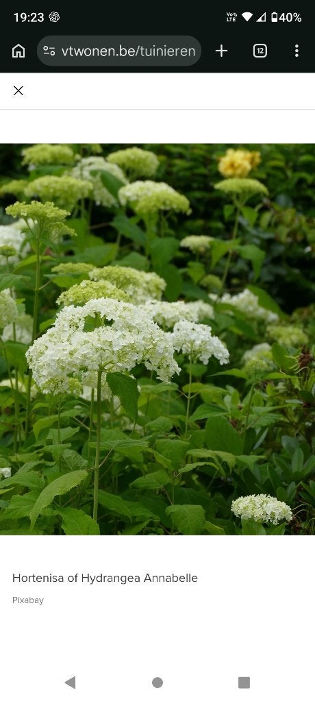 Hydrangea arborescens ‘Annabelle, Enlèvement, Été, Plante fixe, Autres espèces