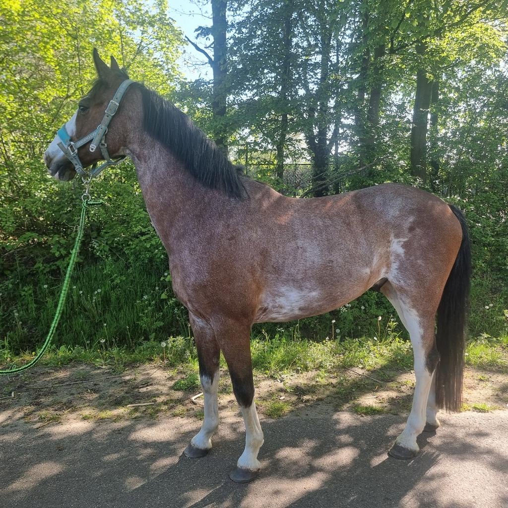 Super knappe Z geklasseerde ruin, Ruin, 160 tot 165 cm, 11 jaar of ouder, Met stamboom