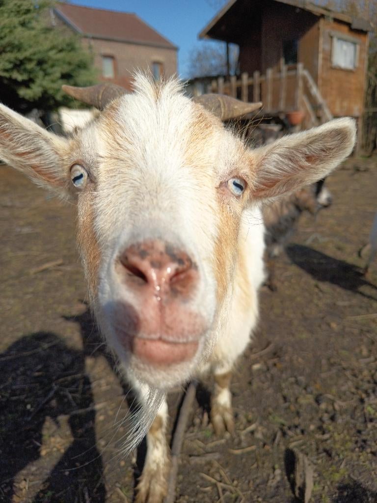 Bouc castré aux yeux bleus, Plusieurs animaux, Chèvre, 0 à 2 ans