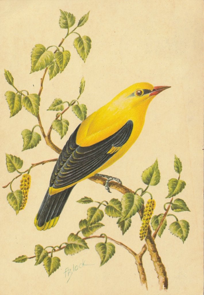WIELEWAAL, Verzamelen, Postkaarten | Dieren, Ophalen of Verzenden, 1960 tot 1980, Gelopen, Vogel