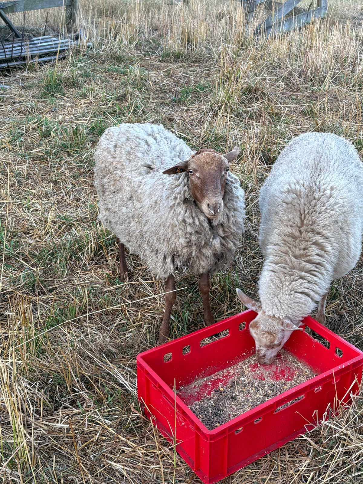 Bélier Voskop, Animaux & Accessoires, Moutons, Chèvres & Cochons, Mâle, Mouton, 0 à 2 ans