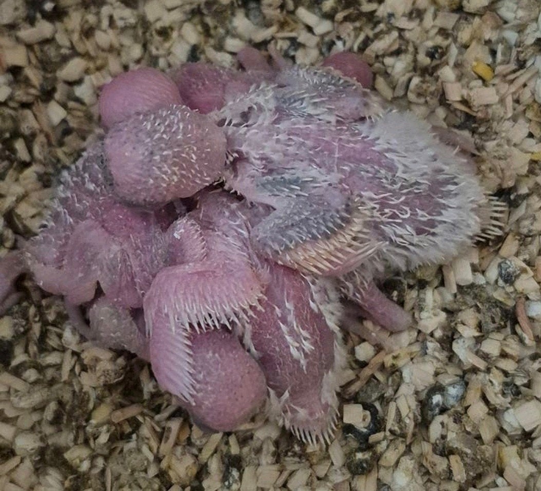 baby grasparkieten, Dieren en Toebehoren