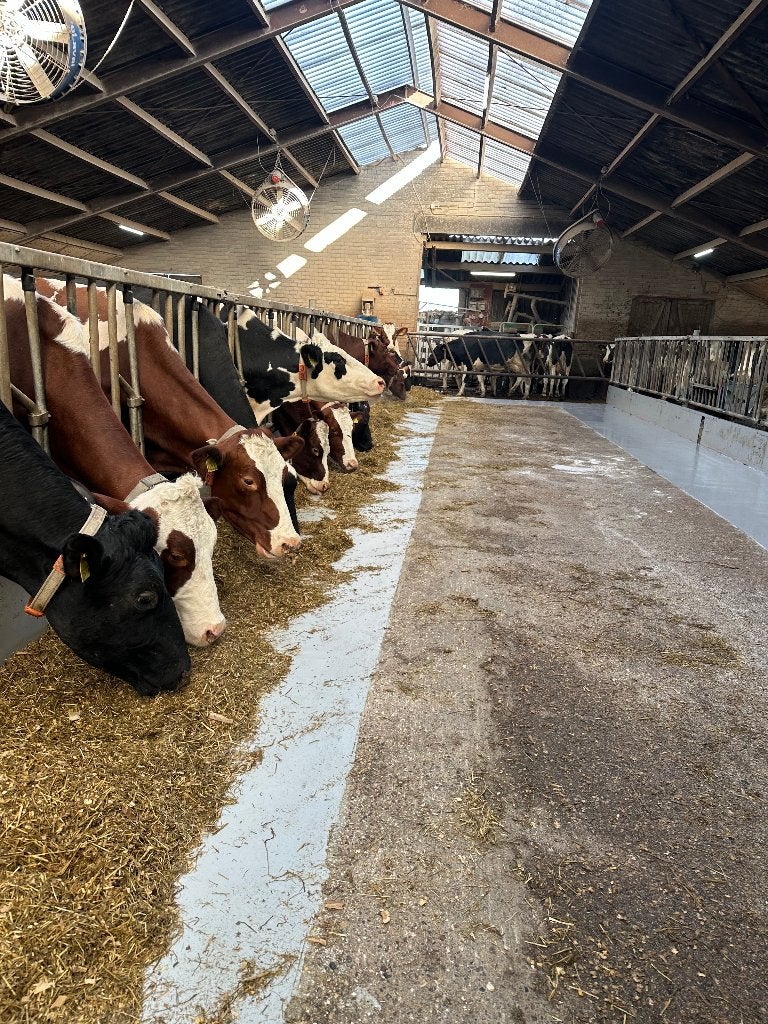 melkstalvloeren en voerdergoten coaten, Dieren en Toebehoren, Runderen