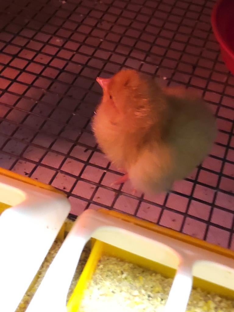 Orpington kuikens, Dieren en Toebehoren