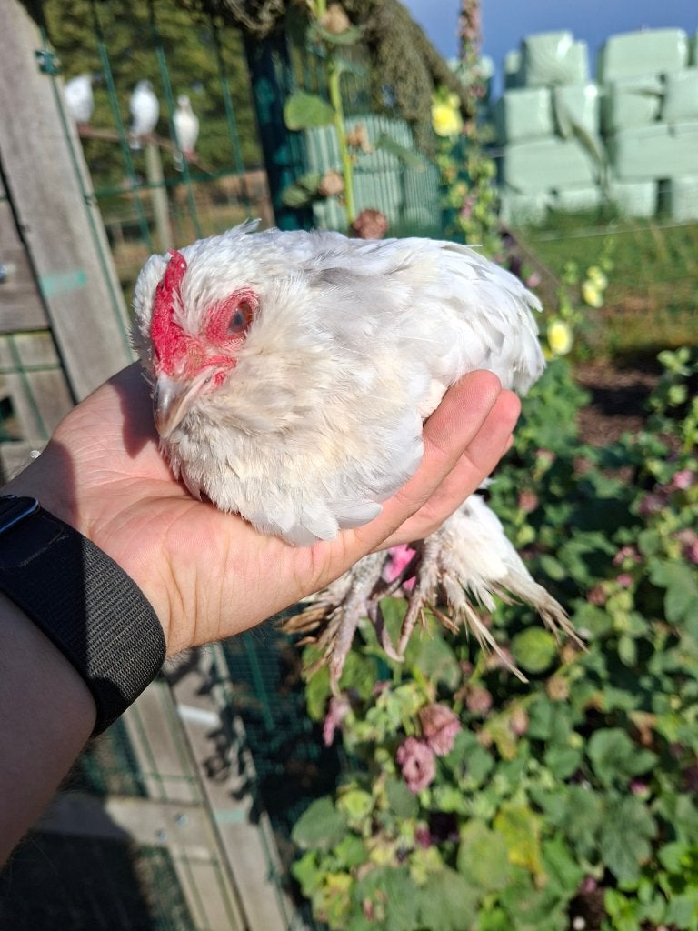 ukkelse baardkriel hen, Femelle, Poule ou poulet