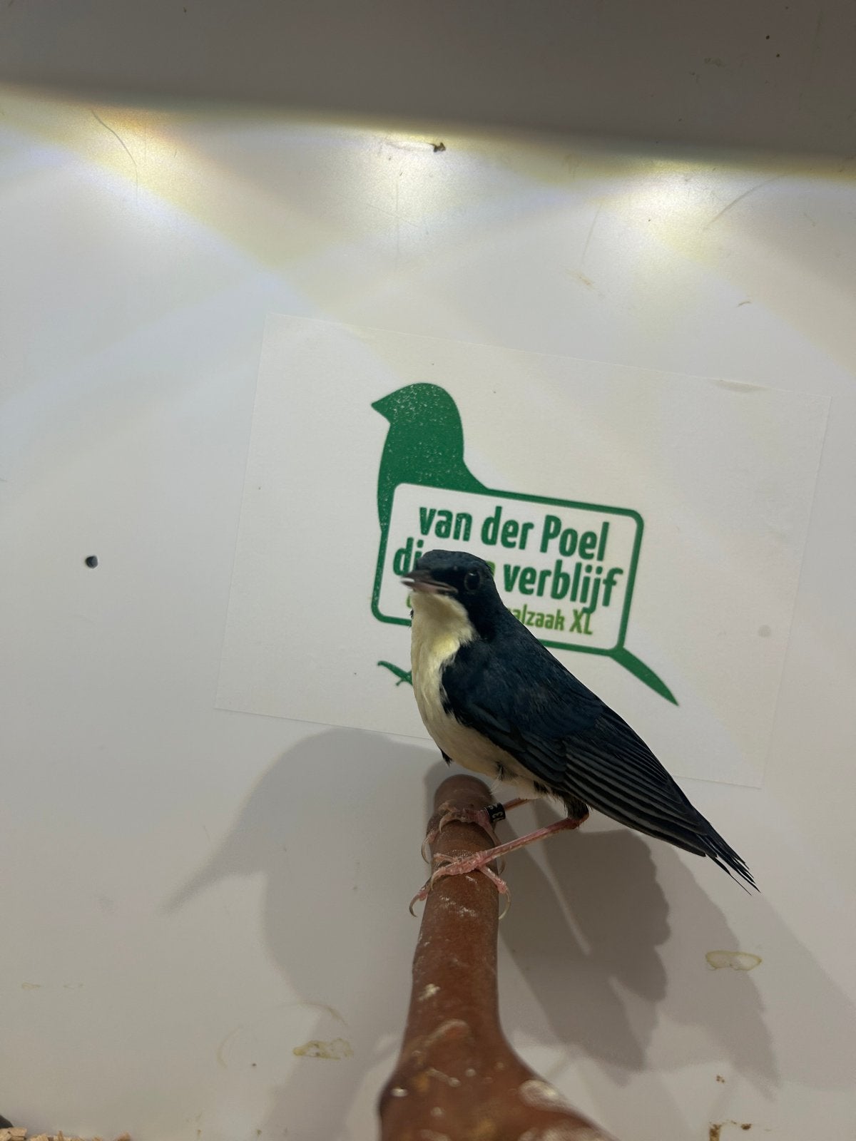 1-1 Siberische blauwenachtegaal ( in nl ), Dieren en Toebehoren, Vogels | Overige Vogels, Meerdere dieren, Tropenvogel