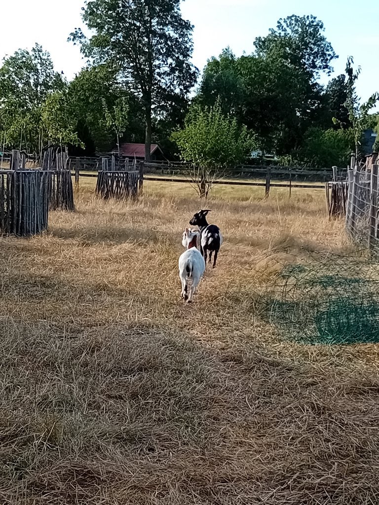twee dwerggeitjes, Dieren en Toebehoren, Vrouwelijk, Geit