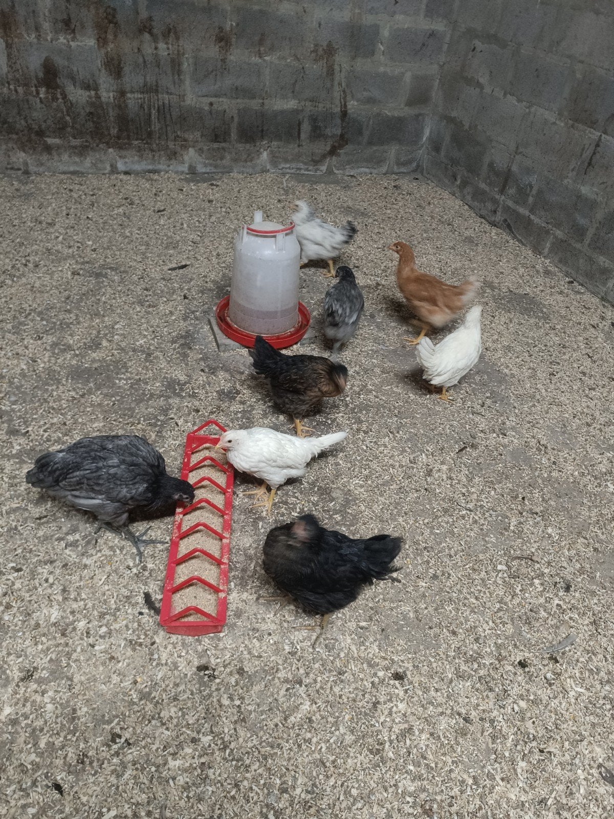 poulette de poule pondeuse