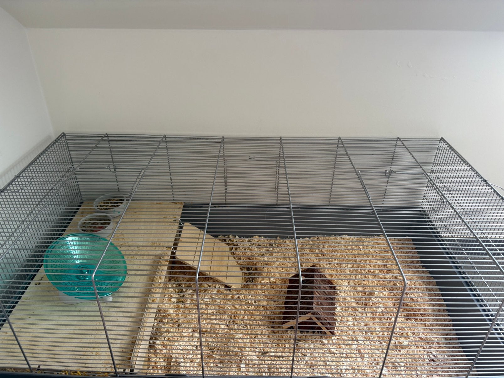 2 rusische dwerghamsters met kooi, Ophalen of Verzenden, Zo goed als nieuw, Kooi
