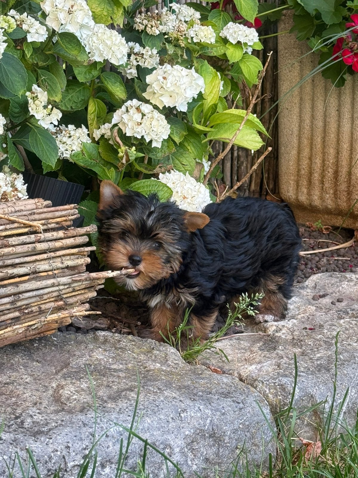 Chiots Yorkshire, Yorkshire Terrier, Plusieurs, Hépatite contagieuse (maladie de Rubarth), Belgique
