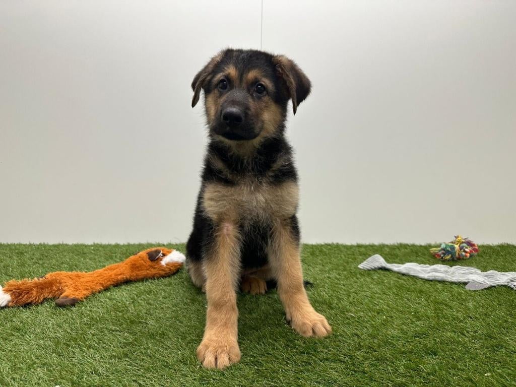 Duitse Herder pups - korthaar, België, 8 tot 15 weken, Parvo, Meerdere