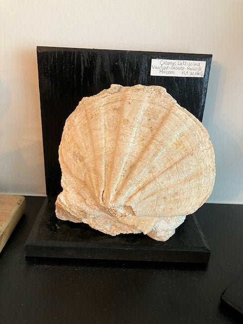 Mantelschelp Pecten Fossiel, Verzenden, Fossiel