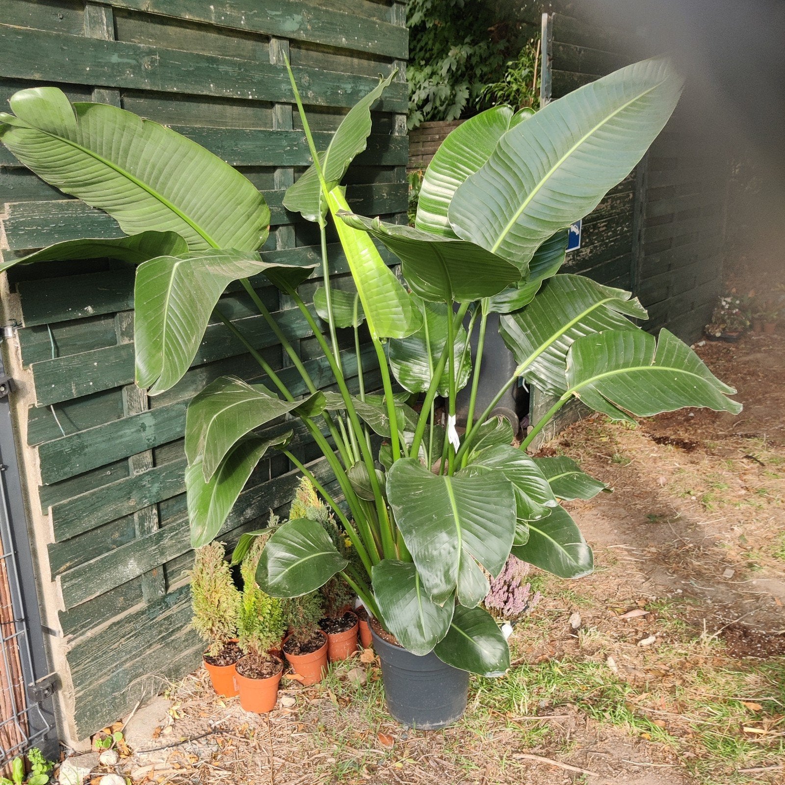 superbe et énorme Strelitzia en pot, Jardin & Terrasse, Enlèvement