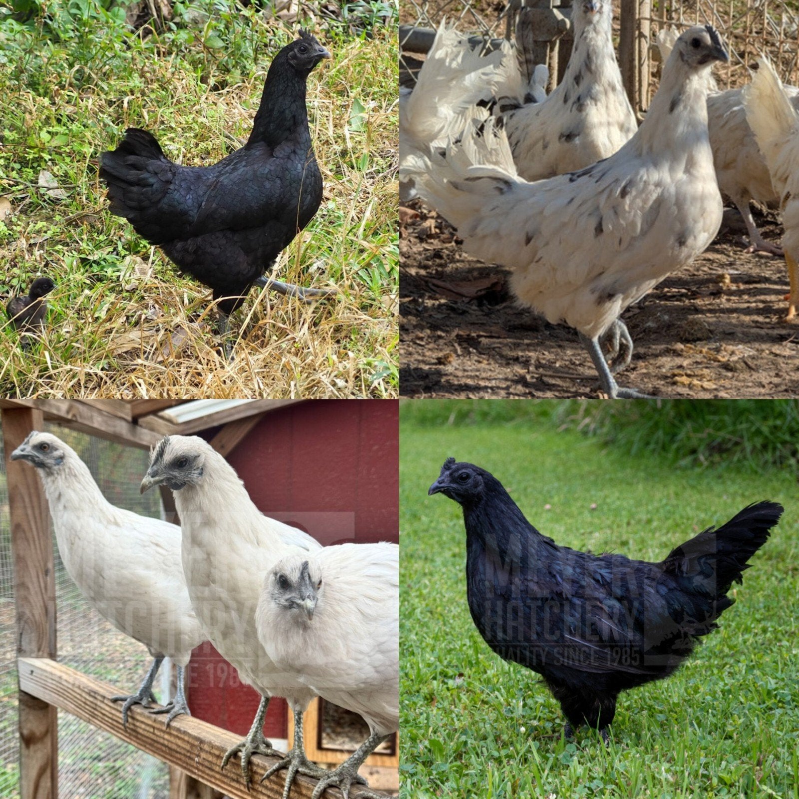 IK ZOEK: 1 Ayam Cemani HEN & 1 Zombie HEN (3-7maand oud), Dieren en Toebehoren, Pluimvee, Vrouwelijk, Kip