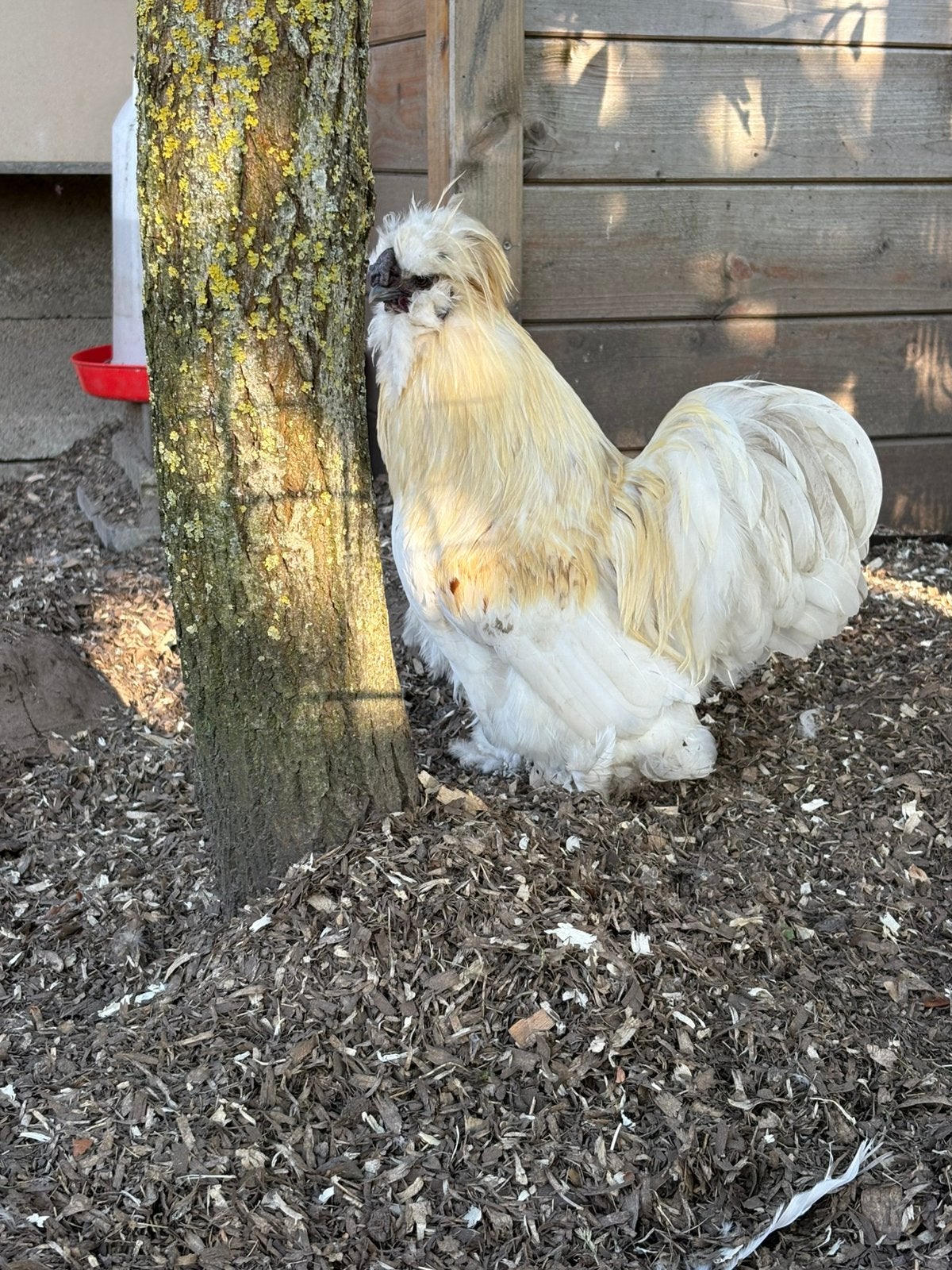 Sierhaantje te koop., Dieren en Toebehoren, Pluimvee