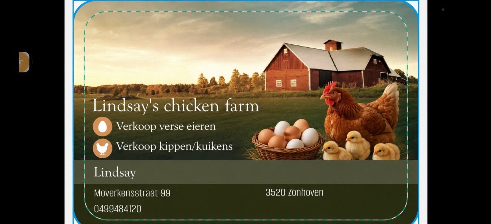 Verse eitjes, Dieren en Toebehoren, Ophalen of Verzenden