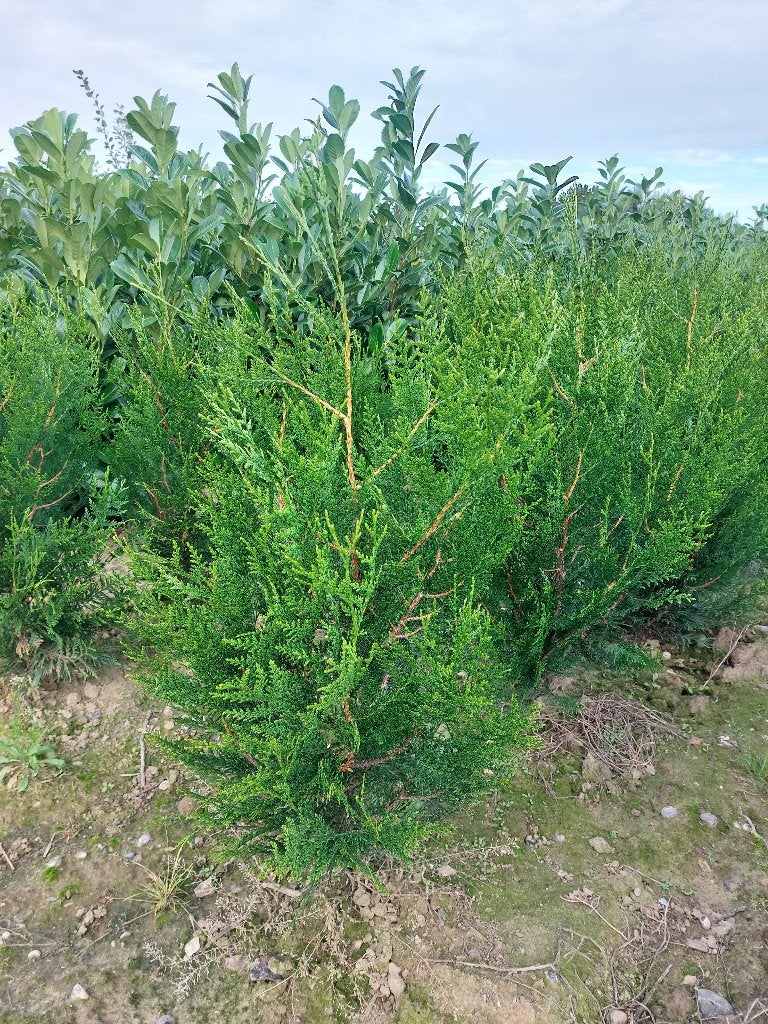 Thuja conifeer, Tuin en Terras, Ophalen, Conifeer, Haag