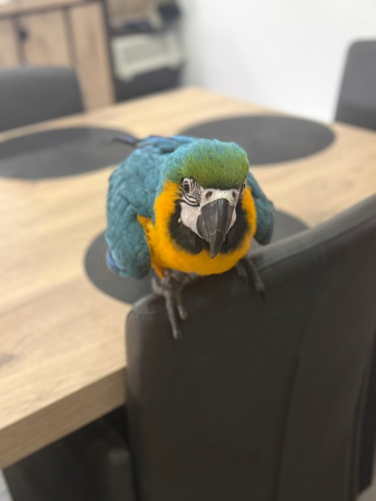 Jeune Ara bleu et jaune a vendre,