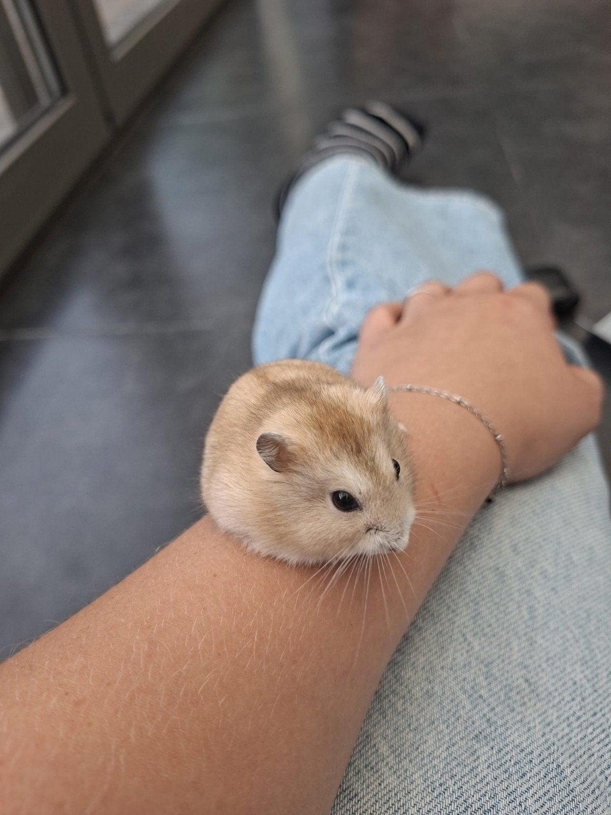 Jonge Russische Dwerghamster, Animaux & Accessoires, Hamster, Août, Domestique, Femelle