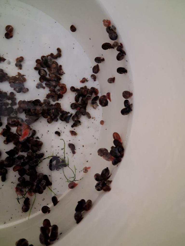 200 planorb-slakken voor 10 euro
Schelpen beschadigd door, Dieren en Toebehoren, Vissen | Aquariumvissen