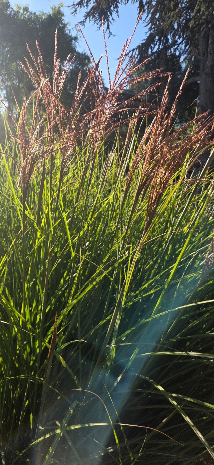 Gazon ornemental. Miscanthus s. 'Gracillimus', Jardin & Terrasse, Enlèvement