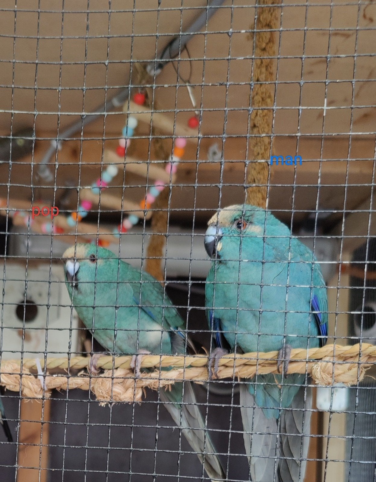 Valkparkieten Kakariki Grasparkieten, Dieren en Toebehoren, Vogels | Parkieten en Papegaaien