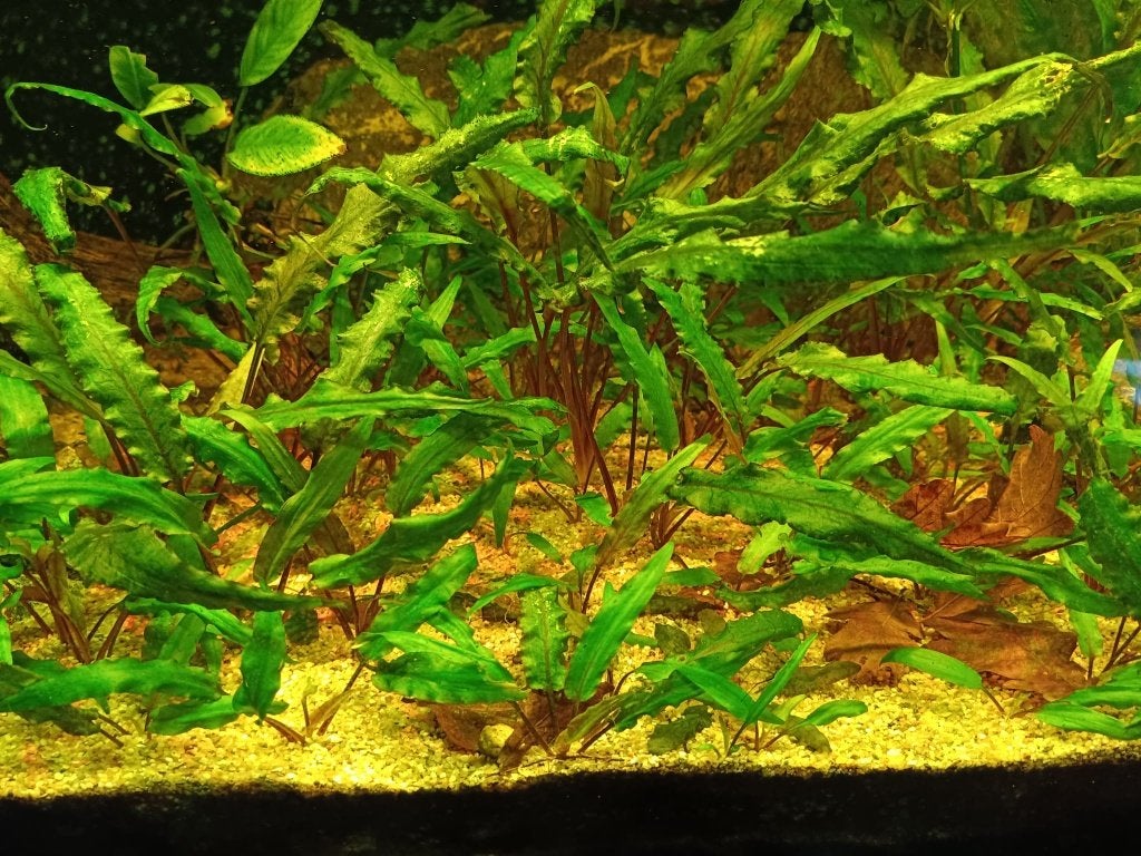Aquarium planten: Cryptocoryne wendtii, Ophalen, Nieuw, Plant(en), Steen of Hout