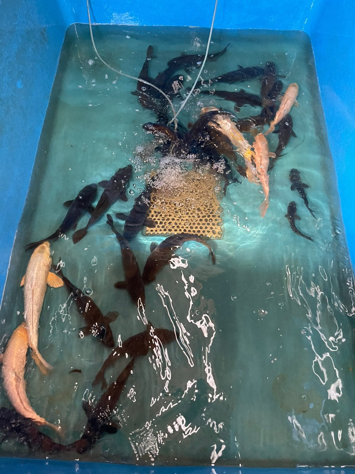 Koi’s, Dieren en Toebehoren, Vissen | Vijvervissen