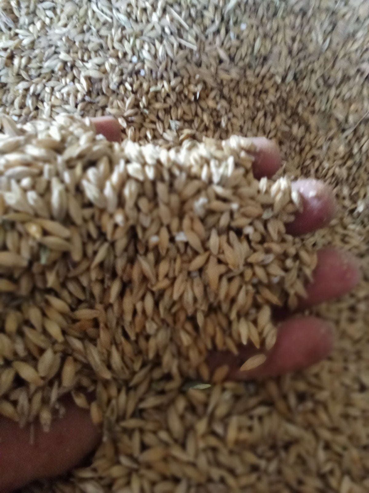 Wintergerst, Dieren en Toebehoren, Ophalen