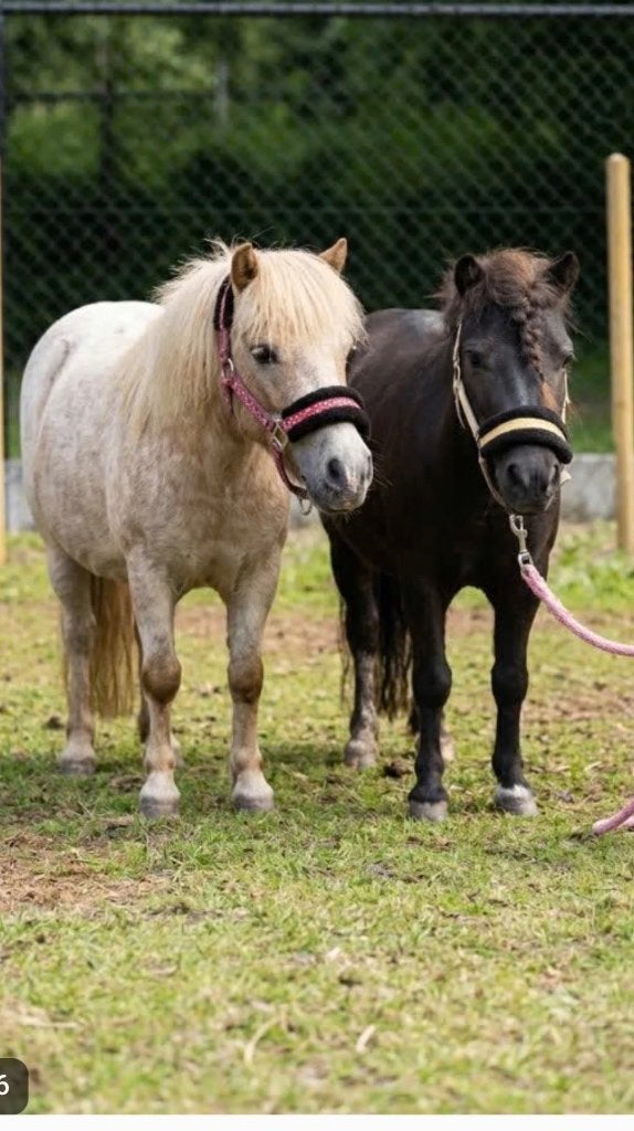 Shetlander, Merrie, Zadelmak, Met stamboom