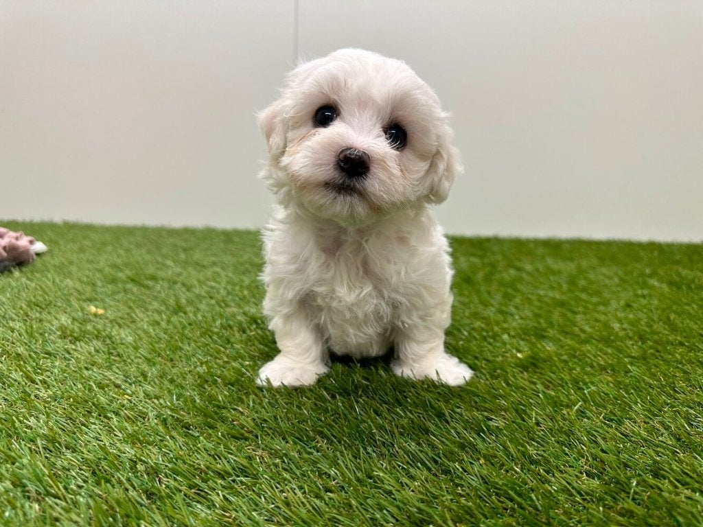 Nestje Maltezer pups 2, Parvo, België, Maltezer, 8 tot 15 weken