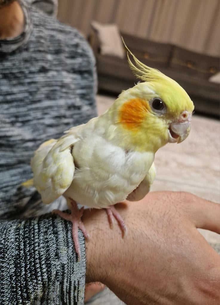 Cockatiel, Dieren en Toebehoren, Ophalen