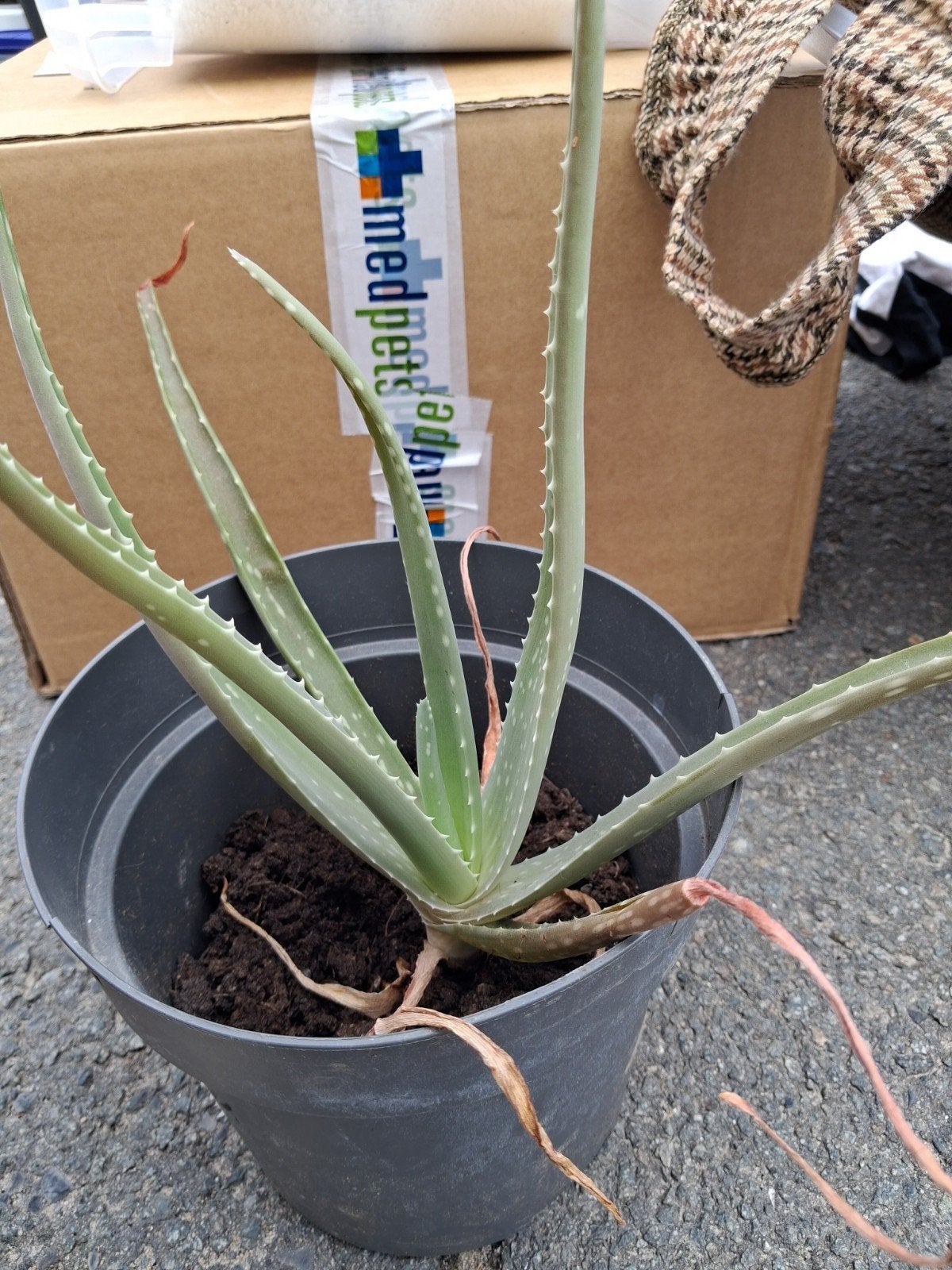 luchtzuiverende aloe vera, Maison & Meubles, Enlèvement